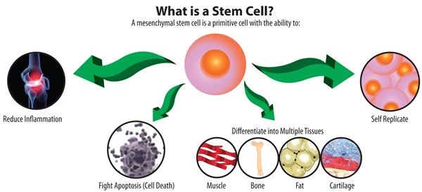 stem cell คือ